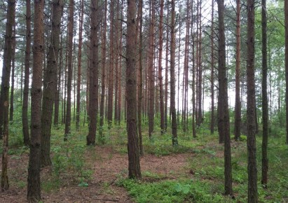 działka na sprzedaż - Czarnia, Brzozowy Kąt